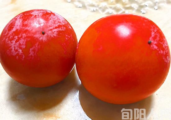 颂重阳四首 文/刘承印(图2) 柿子2.jpg