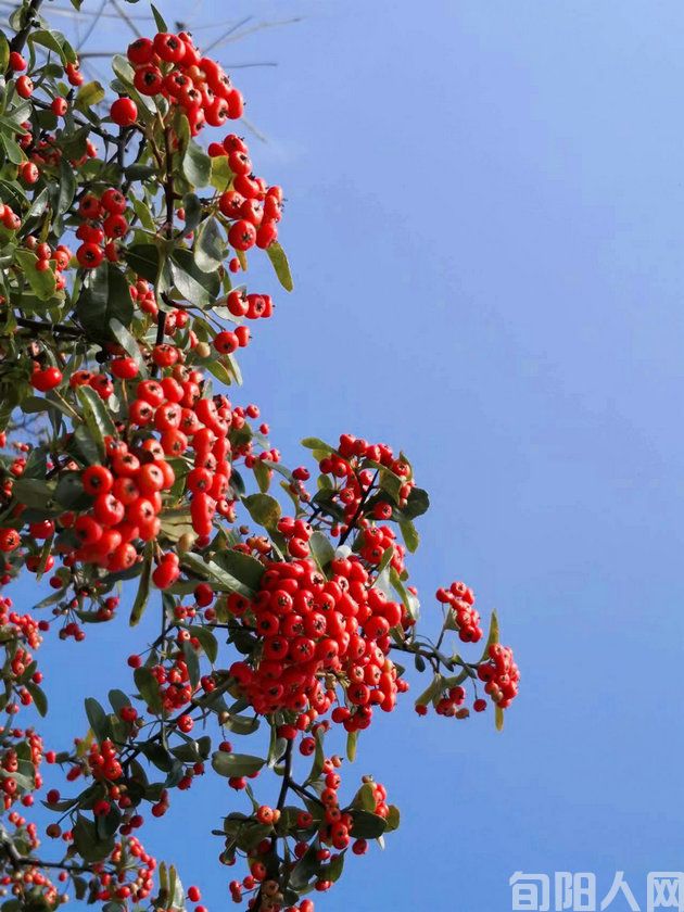 重阳节登宋家岭 文/任登庚(图2) 001.jpg