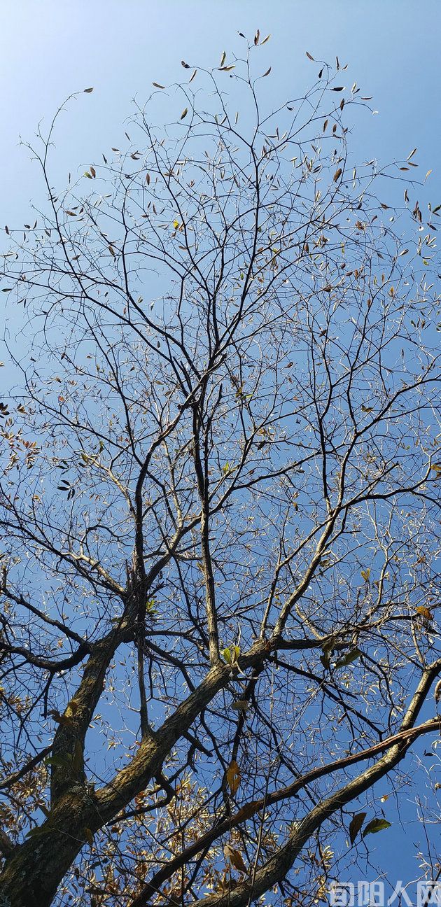 忆秦娥·重阳逢霜降 文/刘承印(图1) 秋.jpg