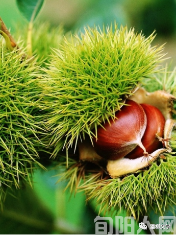 栗乡醉美 文/刘承印(图1) 板栗.png