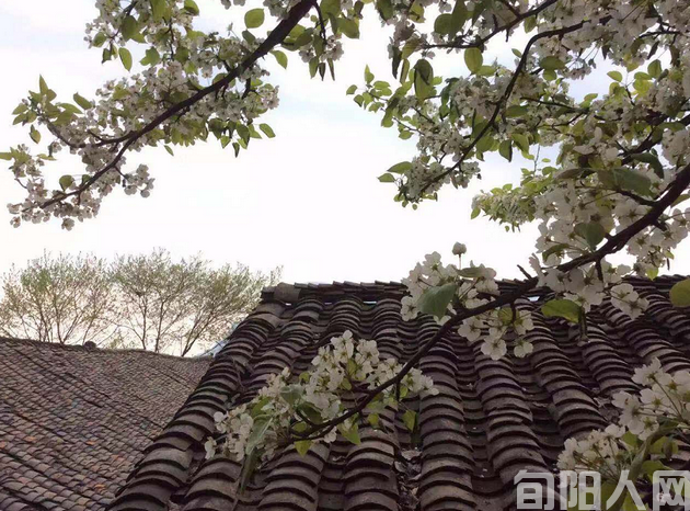 梨花雨雾情思浓 文 /吕东奇(图1) 梨花.png