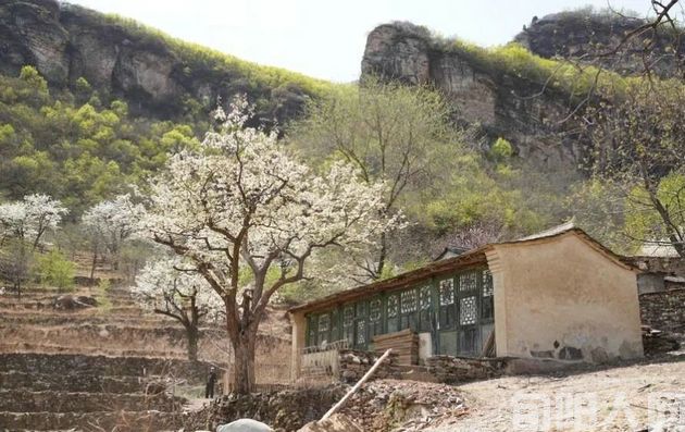 梨花雨雾情思浓 文 /吕东奇(图3) 梨花2.jpg