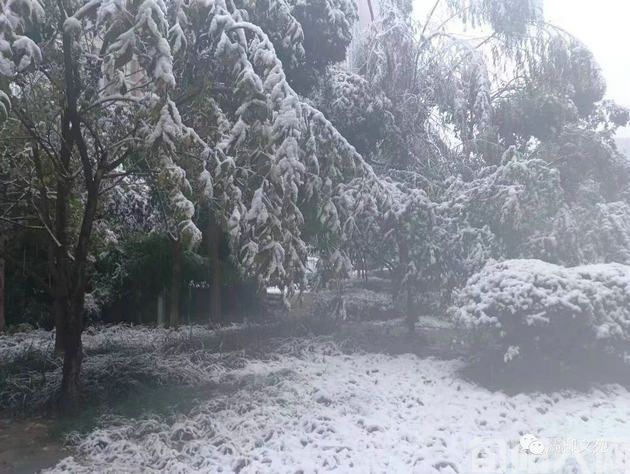 雪中静思 文/初心(图2) 初心图片2.jpg