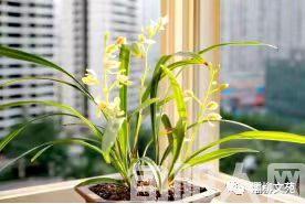 【五律•咏兰三首】 文/刘承印(图1) 兰草.jpg