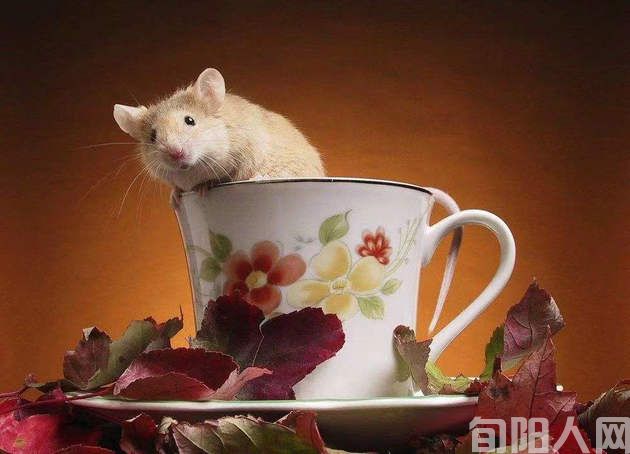 一只老鼠(寓言) 文/向维录(图1) 老鼠.jpg