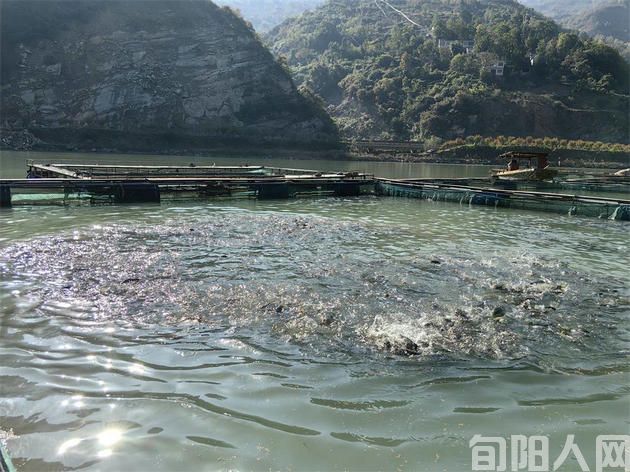 陕西旬阳市赵湾镇华山村:做强村集体经济 筑牢乡村振兴之基(图2) 002水产养殖.jpg