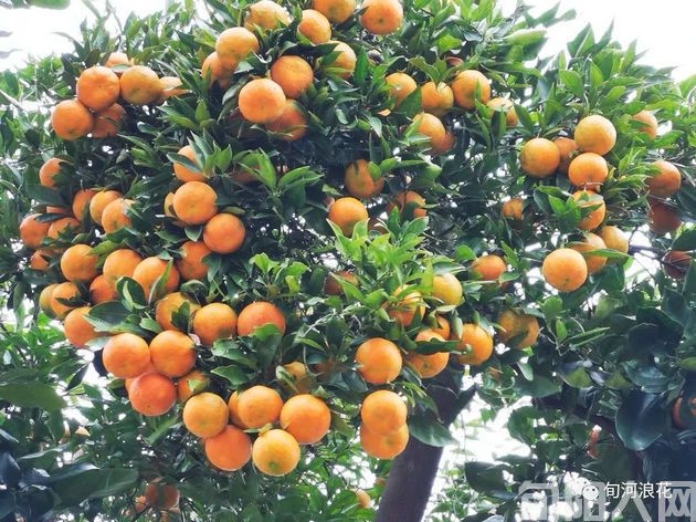 初冬,走进南溪 文/赵攀强(图1) 果实2.jpg