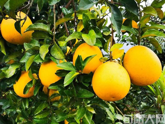 初冬,走进南溪 文/赵攀强(图2) 果实.jpg