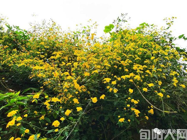 初冬,走进南溪 文/赵攀强(图3) 菊花.jpg