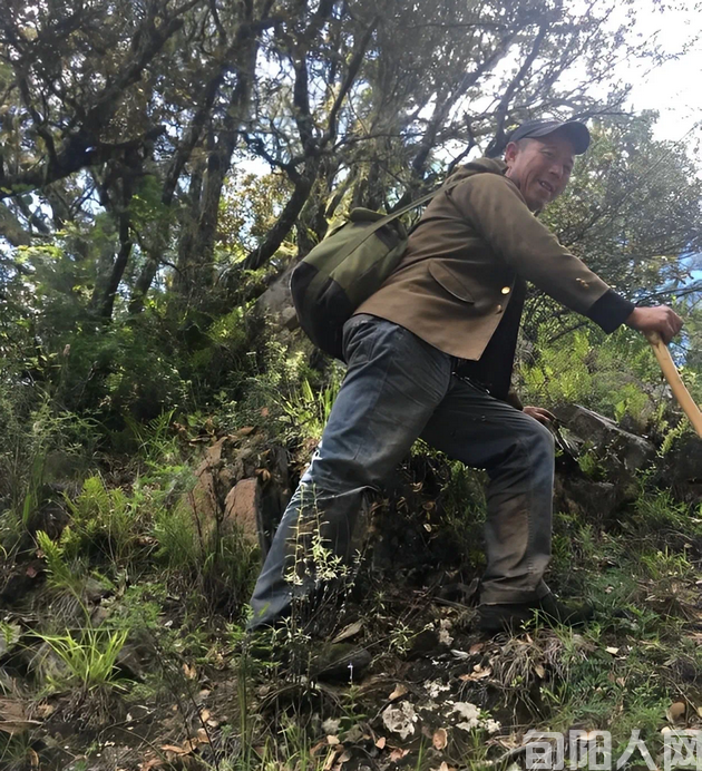 大石沟割柴 文/闰土(图1) 砍柴.png