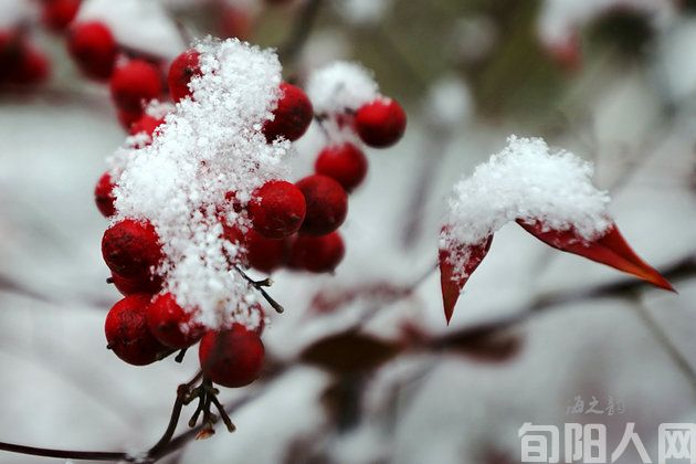 数雪 文/李虎山(图1) 雪.jpg