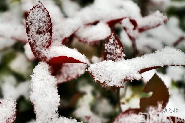 数雪 文/李虎山(图2) 雪2.jpg