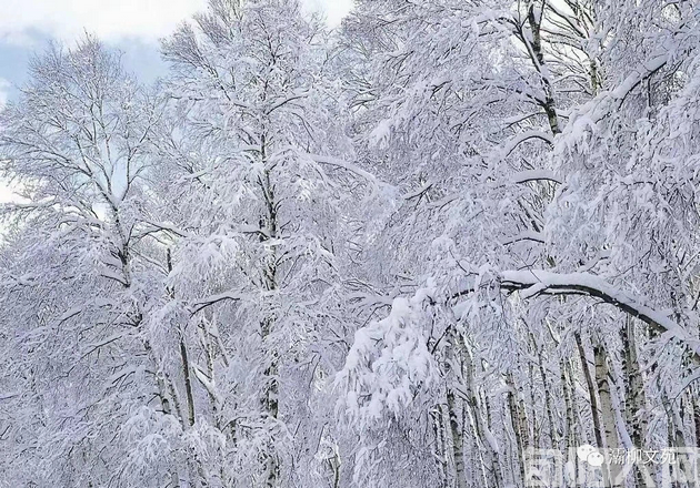 冬雪聚景 文/刘承印(图1) 雪.png