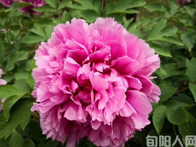 咏景（叶   问等三首）      文/刘承印