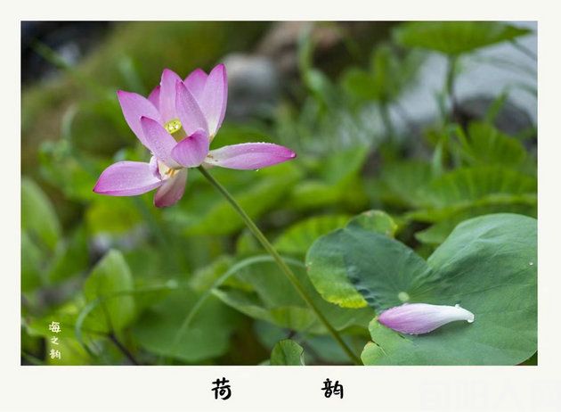 赏:《荷竹梅》 文/棕杰(图1) 微信图片_20231209183850.jpg