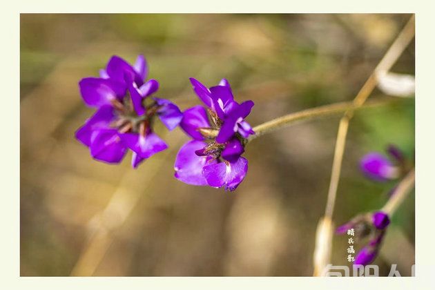 赏:《荷竹梅》 文/棕杰(图3) 微信图片_20231209183845.jpg