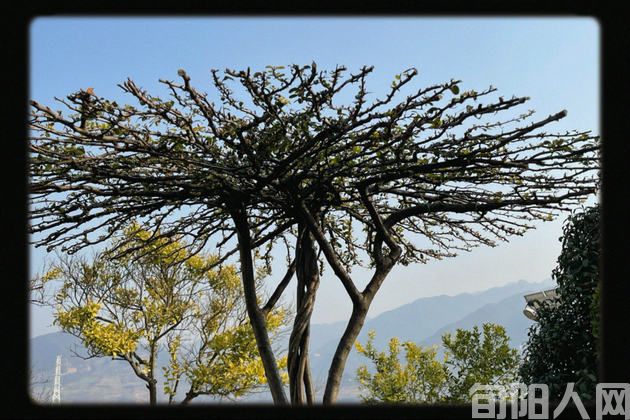 心态如树 文/刘承印 (图2) 树.jpg