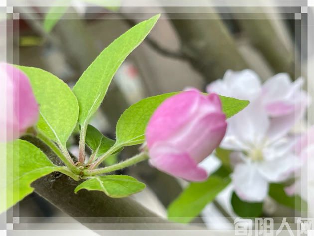 火柴吟 文/吴丰田 (图2) 18.jpg