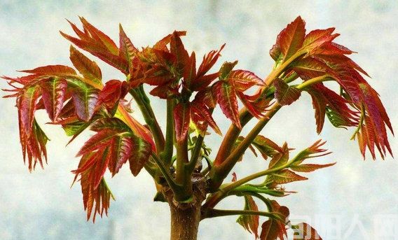 《香椿》三首 文/吴丰田(图1) 香椿2.jpg