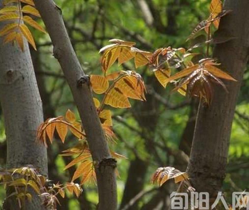 《香椿》三首 文/吴丰田(图2) 香椿.jpg