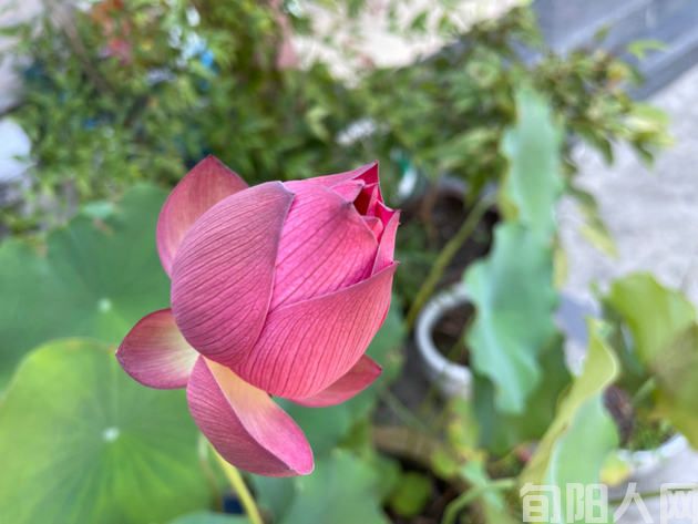 无题 文/李明清(图1) 花.jpg