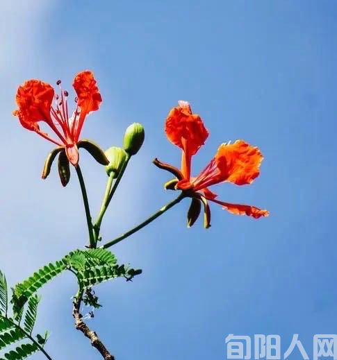 (七绝)喜看长寿花开 文/王军道(图1) 凤凰花.jpg