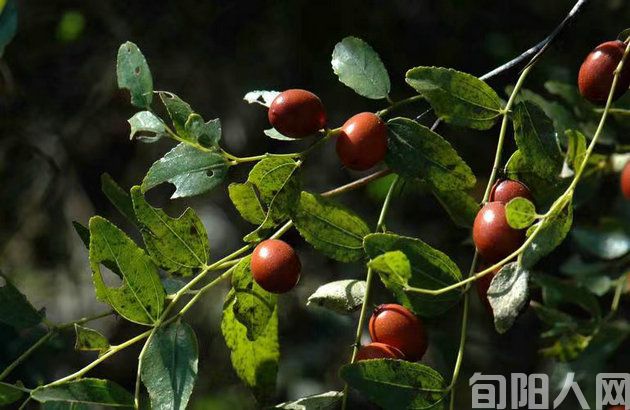 一溜山枣树 文/张 勇(图1) 山枣.jpg