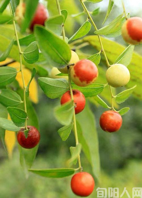 一溜山枣树 文/张 勇(图2) 山枣2.jpg