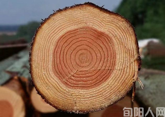 年 轮 文/刘承印(图1) 年轮.jpg