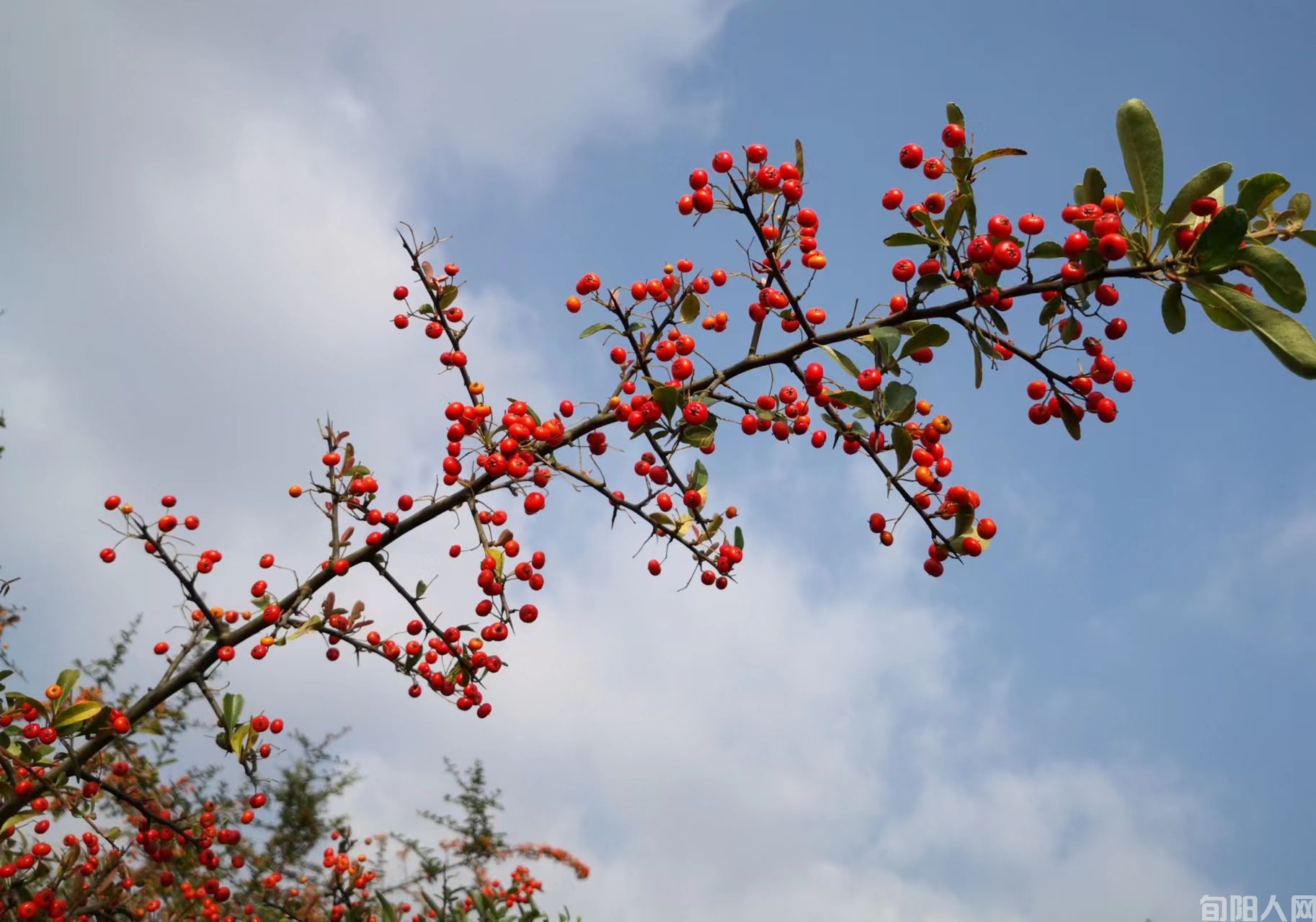 康 振 文/谷去皮(图1) GU.jpg