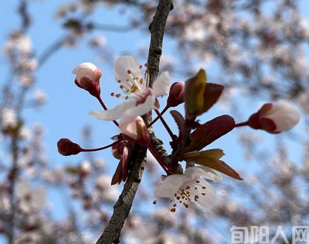 迎春 文/李明清(图1) 春.jpg