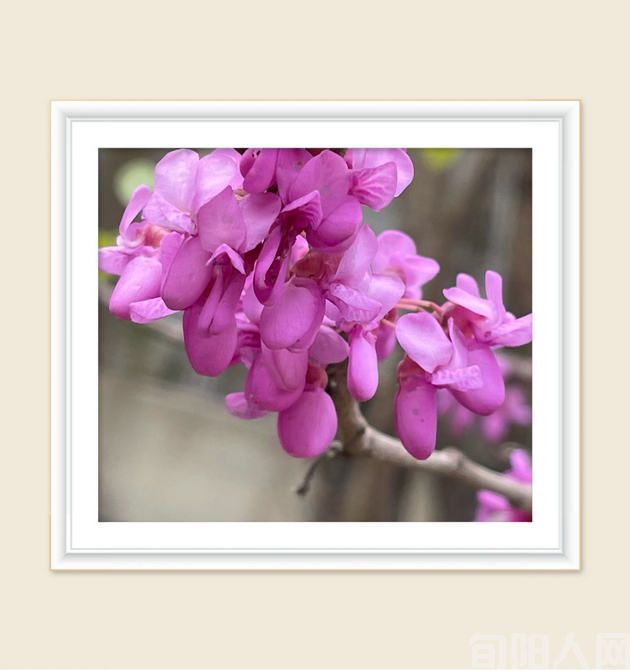 春望 文/柯荣(图1) 桃花--.jpg