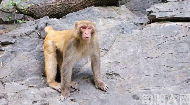 商州发现猕猴题记 文/李向宝 (图1) 猴子.jpg