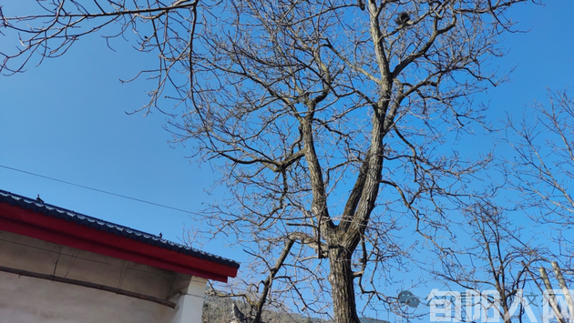 归 乡(图1) 图.png