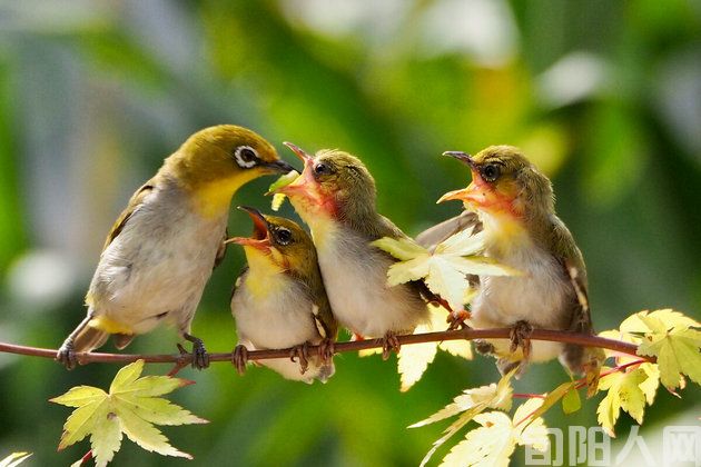 黑娃(连载)(一) 文/闰土(图1) 鸟妈妈.jpg