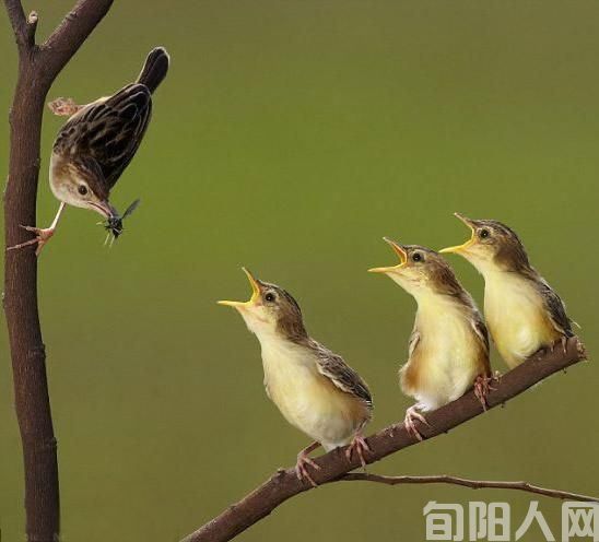 黑娃(连载)(二) 文/闰土(图1) 鸟妈妈2.jpg