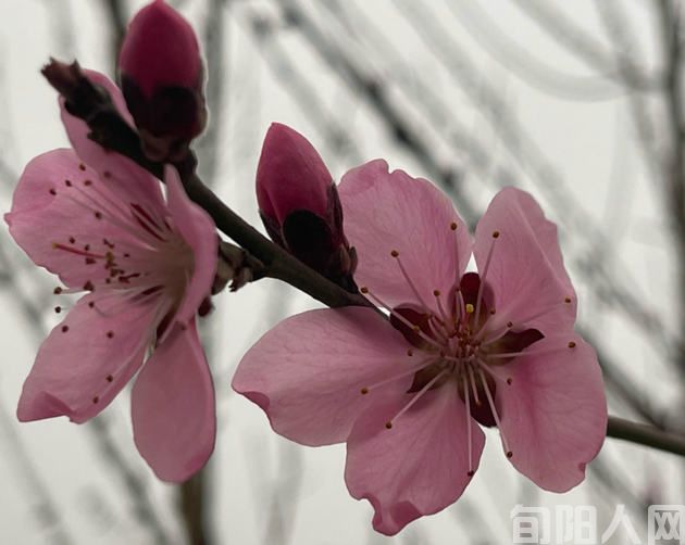 女神颂歌 文/刘承印(图1) 02.jpg