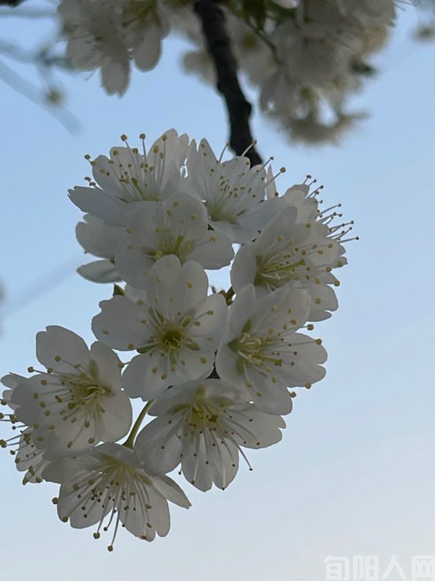 西江月.山中江南 文/刘承印(图1) 樱桃花.jpg