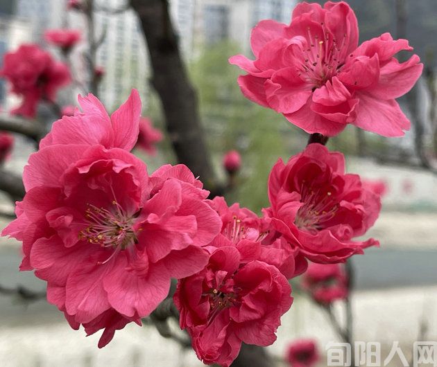 约春 文/李明清(图1) 微信图片_20240316131822.jpg