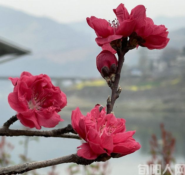 诗吟:赏桃花 文/棕杰(图1) 微信图片_20240316131704.jpg