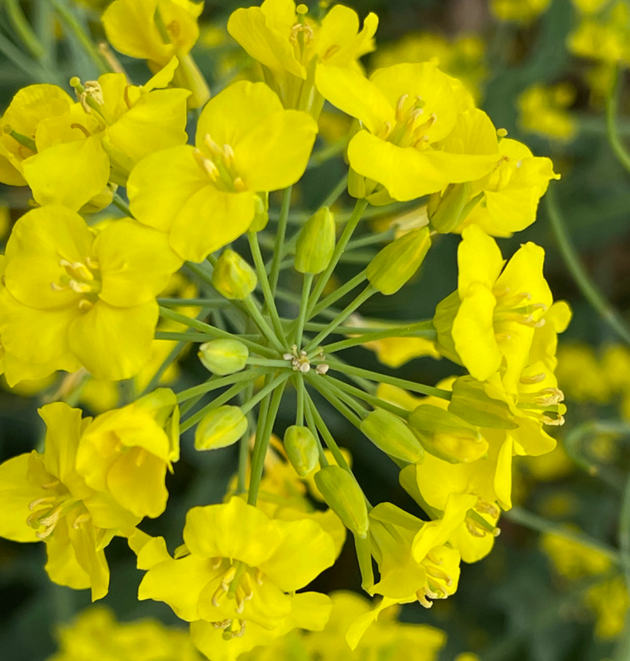 清明喜逢及时雨 文/赵攀强(图2) 春色.jpg