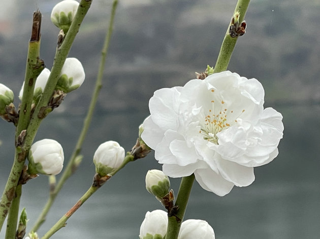 春咏四首 文/吴丰田(图1) 微信图片_20240316131635.jpg