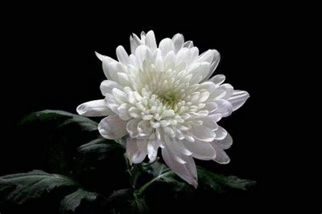 家父百年祭辞 文/李康平(图1) 祭奠图片.jpg