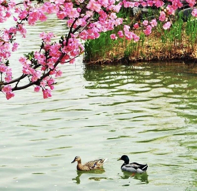 青树闹春三首 文/刘承印(图1) 鸭.jpg