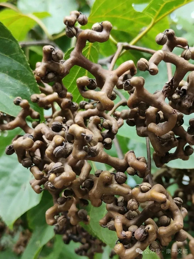 我的往事(13):还是美味 文/李康平(图1) 拐枣000.jpg