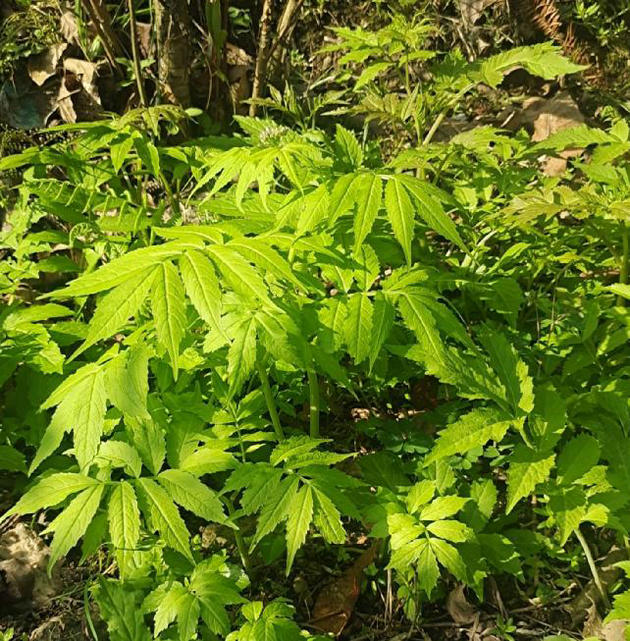 陕西安康旬阳市石门镇:助农增收,野生石蜡菜变“宝”(图1) 1石蜡菜.jpg