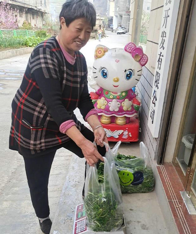 陕西安康旬阳市石门镇:助农增收,野生石蜡菜变“宝”(图2) 2.jpg