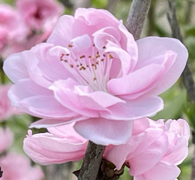 赏景三月三 文/棕杰(图1) 微信图片_20240316131712.jpg