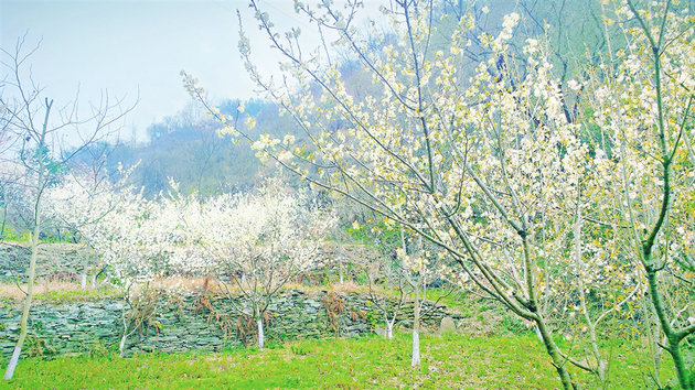 花开花落终有时 文/王庭德(图1) 花33.jpg