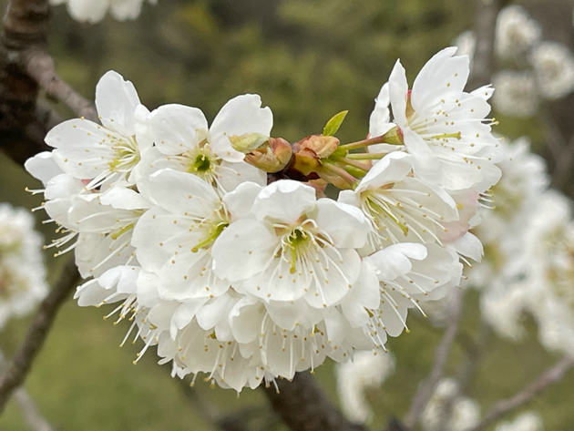 花开花落终有时 文/王庭德(图2) 花2.jpg